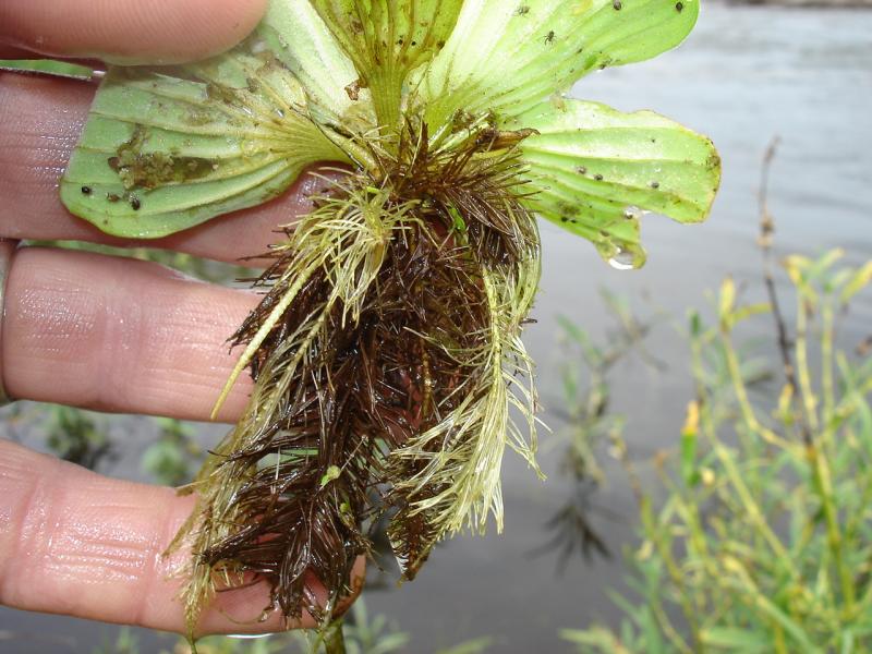 Water Lettuce Outdoor Alabama